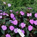 Impatiens hawkeri NG Sunpatiens Vigourous Lavender